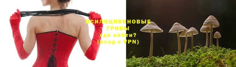 продажа наркотиков  Дегтярск  Псилоцибиновые грибы Psilocybe 